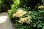 2014-07-05_Laengental-N-Hochweg (260). JPG